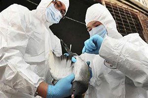 Almanya`da Kuş Gribinin En Tehlikeli Çeşidi Tespit Edildi