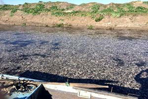 Manyas`ta Toplu Balık Ölümlerine İnceleme