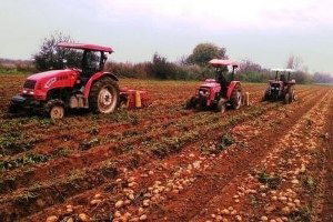 Ödemiş`te Güz Patatesi Yağışlı Havaya Takıldı