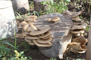 Engelli Öğrenciler Okulda Mantar Yetiştiriyor