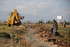 Hazine Arazisi Üzerinde Bulunan 800 Zeytin Fidanı Polis Nezaretinde Tek Tek Söküldü