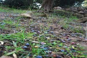 Zeytini Yağmur Vurdu