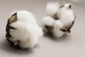 Pamuk Priminden Alınan Kesinti Kaldırılmalı