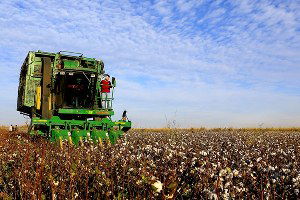 Pamukta 75 kuruş prim talebi