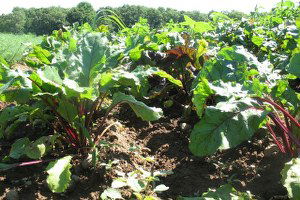 Pancar Tarımı Can Çekişiyor