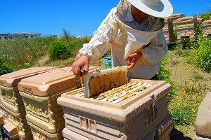 Pozantı`da Arıcılara Destek