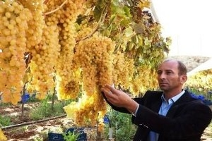 Sarıgöl Bağlarında Kış Üzümleri