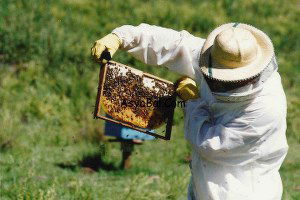 Muş`ta `Sertifikalı Arıcılık` Kursu Açıldı