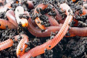 Solucanlarla `Siyah Altın` Üretiyorlar