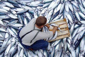 Su Ürünleri, Afrika Pazarına Angola`dan Girecek