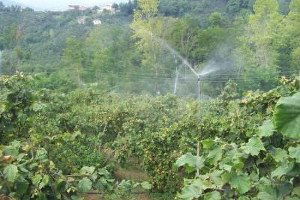 Tarım Desteği Havaalanını Geçti