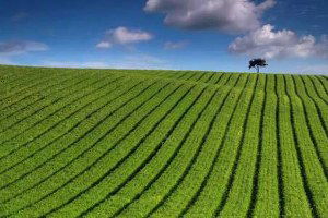 Tarım Arazileri Mülkiyet Devrine Düzenleme