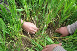 Tarımsal Yayım ve Danışmanlık Hizmeti Ödemeleri