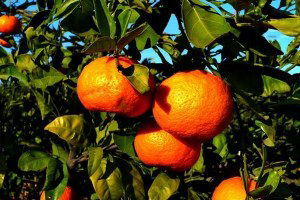 Mandalinanın Yeni Gözdesi; Toros Kırmızısı