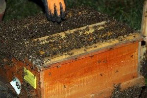 Trabzon`da Yılda Bin 195 Ton Bal Üretiliyor