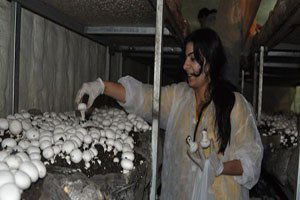 Tuncelili kadınlar mantar üretimini öğreniyor