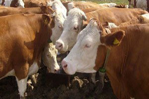 Türkiye`deki Büyük ve Küçükbaş Hayvan Sayısının Yüzde 3,5`i Trabzon`da