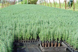 Türkiye`nin Fidan Üretiminde Hedefi `Dünya Liderliği`