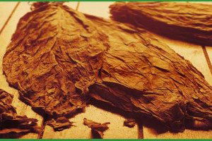 Tütün Üretimine Yönelik Belge Bedelleri İçin Yeni Tarife