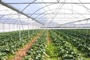 Sebzenin Beşte Birinden Fazlası Seradan Geliyor