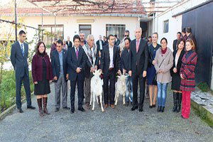 Urlalı Keçi Yetiştiricisine ``Saanen Takviyesi