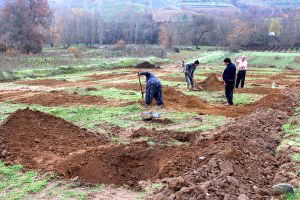 Üzümde Fiyat Düşüklüğü Çiftçileri Cevize Yöneltti
