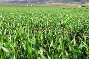 Yağışlar Araban Ovası`ndaki Ekili Alanları Yeşertti