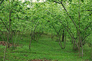 Yaşlı Fındık Bahçelerininin Sökümü Sürüyor