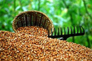 Yeşil Altın` Üreticisine 5 Yılda 3 Milyar 702 Milyon TL`lik Destek