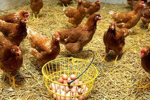 Ordu`da Serbest Yumurta Tavukçuluğu Projesi Çalışmaları