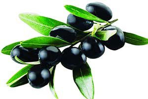 Zeytin Üreticisi `Altın Yılı` Yaşadı