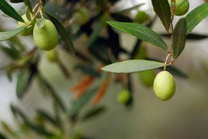 Zeytin Ağacı Varlığı 167 Milyon Adete Yükseldi