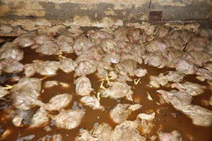 22 Bin Tavuk Boğularak Telef Oldu