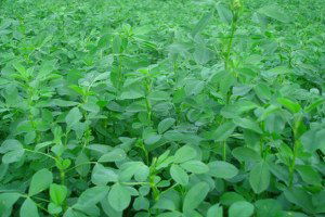 Aksaray Yoncasına Talep Artıyor