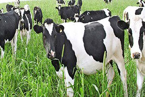 Anaç desteklemeleri askıda