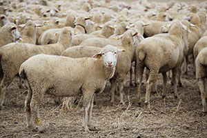 Anadolu Merinosu Islah Projesi