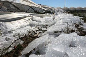 Antalya`da Buza Dayanmayan Seralar Çöktü, Meyve Sebze Dondu