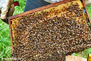 Arıcılara 58 Milyon Liralık Destek Müjdesi