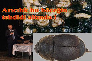 Amerika`da arıcılığı bitiren böcek sınırımızda !
