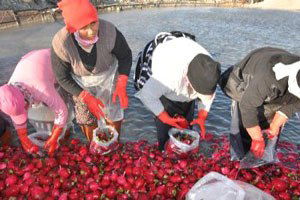 Ekmeklerini Turptan Çıkarıyorlar