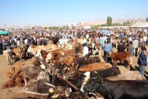 Karantina Altındaki Gümüşhacıköy Hayvan Pazarı Yeniden Açıldı