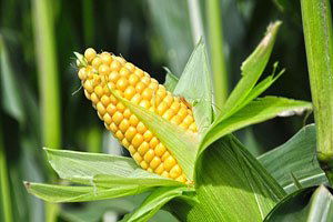 Konya`da Ayçiçeği Üreticileri Mısıra Yöneliyor