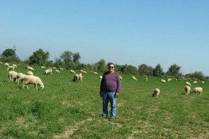 Aydın`da Damızlık Koyun ve Keçi Irkı Islahı Yılan Hikayesine Döndü