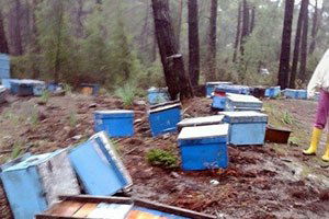 Domuzlar Arı Kovanlarını Telef Etti