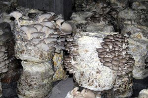 Bodrum katında kültür mantarı yetiştiriyor