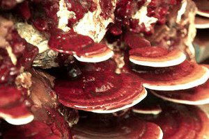 Bu mantarın gramı bin lira