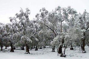 Bursa`da Zeytini Kar Vurdu