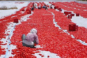 Bazı tarım ürünlerinde destek priminin artırılması kararı