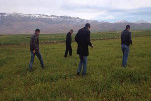 Don olayları buğday sararmasına neden oldu