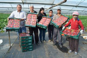 Elma Büyüklüğündeki Çilek Aromasıyla Dikkat Çekiyor
